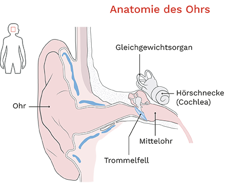 Anatomie Ohr
