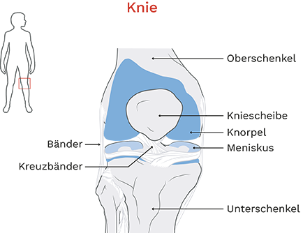 Knie Kreuband