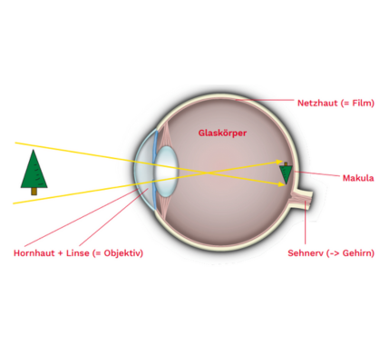 Grafische Darstellung des Aufbaus des Auge inkl. Netzhaut